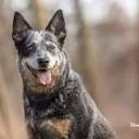 Logo van Hond in de Spot