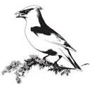 Logo Juniper Bird Gin