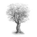 Logo Bosqui AND Rous Consultancy bv