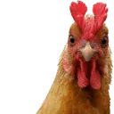 Logo van Poeliersbedrijf van Hemert