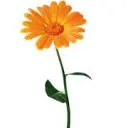 Logo van Behandel Natuurlijk