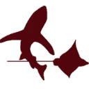 Logo van Nederlandse Elasmobranchen Vereniging / Dutch Elasmobranch Society NEV