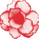 Logo van A.F. Kolken AND Zn