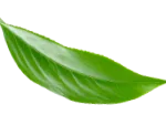 Logo van my green packaging