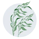 Logo van Kelp Forest Foundation