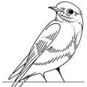 Logo van Bluebirds Amsterdam