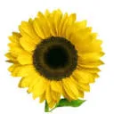 Logo Uitgeverij Blooming