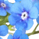 Logo van Uitvaartverzorging Myosotis