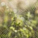 Logo van Spider Spider Digital Media - allround multimediale communicatie AND webdevelopment