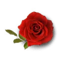 Logo van Rode Rozen AND Tortilla's