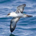 Logo van Shearwaters