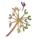 Logo van J Stout Uitvaartverzorging