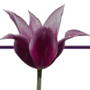 Logo van Mediationpraktijk Houten