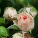 Logo van Aurora Flowers and Plants