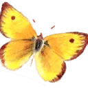Logo van Praktijk Eigentijdsde Kinderen
