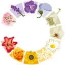 Logo van Eleven Floawers Foundation