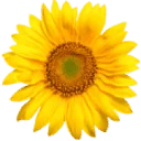 Logo van Stichting 'De Doarpstún Snakkerburen'