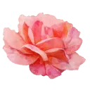 Logo van Rianne Fotografeert