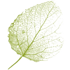 Logo van Gezond AND Groen