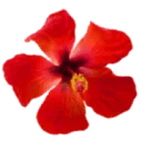 Logo van B AND B Hibiscus Beach House