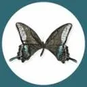 Logo van RossLovell aan den Waal