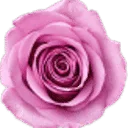 Logo van Gerard Heemskerk Bloemenexport B.V.