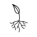 Logo Root AND Rise