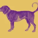 Logo van DutchSloeGin