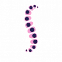 Logo van iPSpine